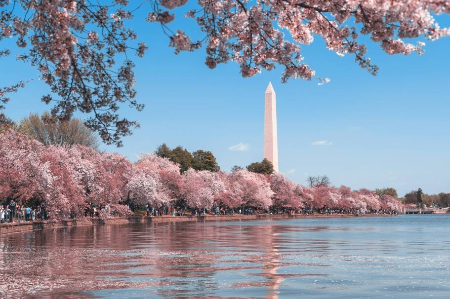 DC cherry blossoms (1).jpg