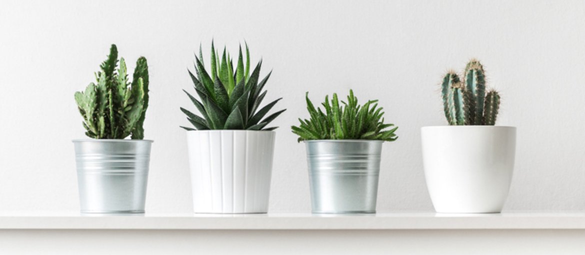 Plants and flowers make great housewarming gifts